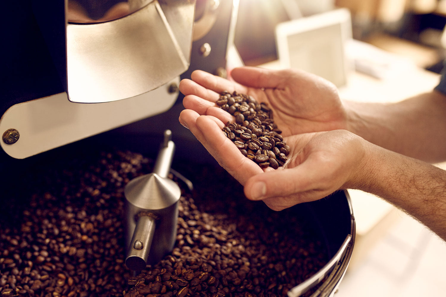 Koffiebonen vers uit de koffiebrander, met daarboven 2 handen die de verse bonen laten zien.