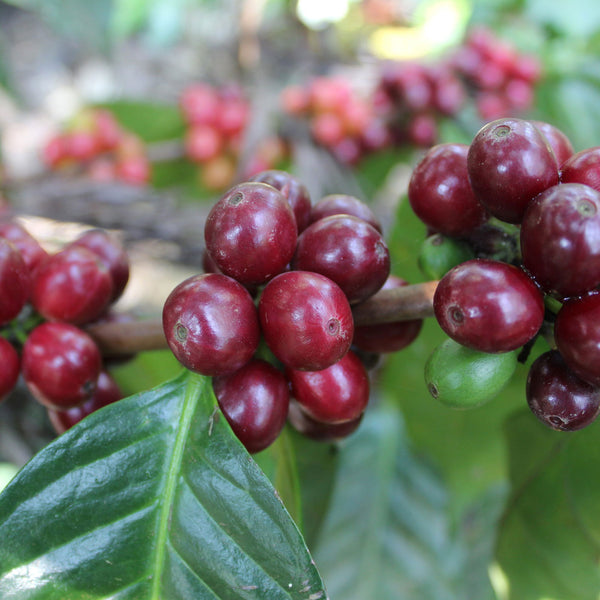 Nieuwe Farmers Direct koffie - Costa Rica