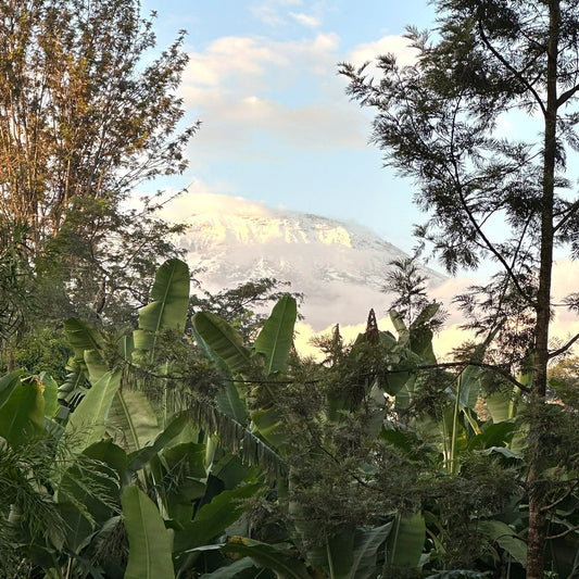 Nieuwe koffie uit Tanzania