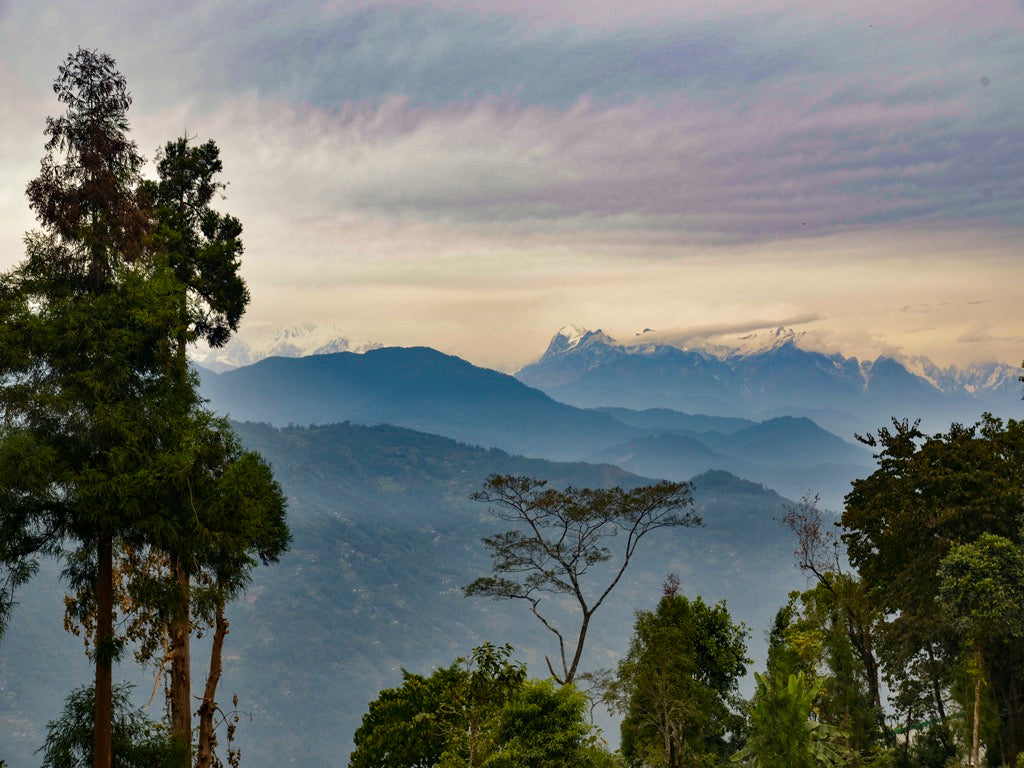 Darjeeling Chamong Tea Estate