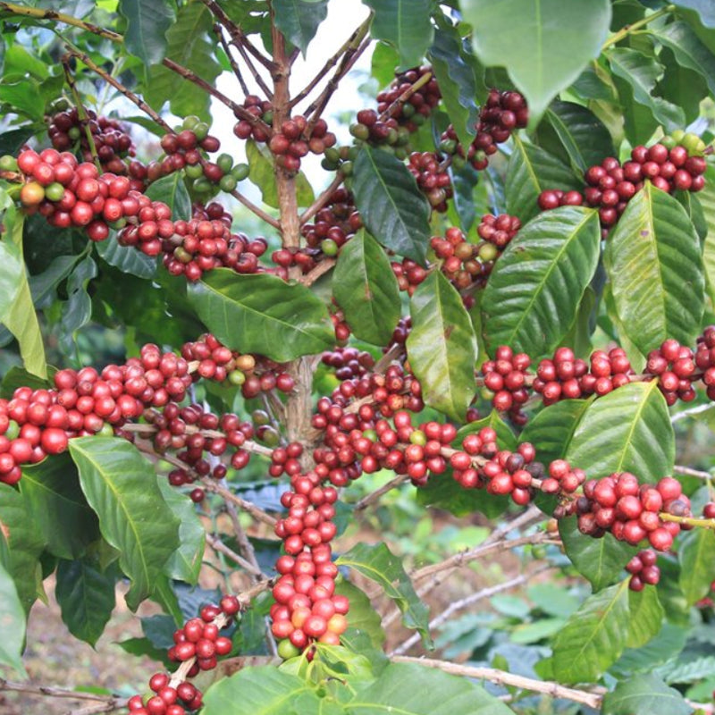 Thailand Bright Berry